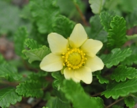 Attractive creamy-white flowers over glossy green wavy edged foliage.